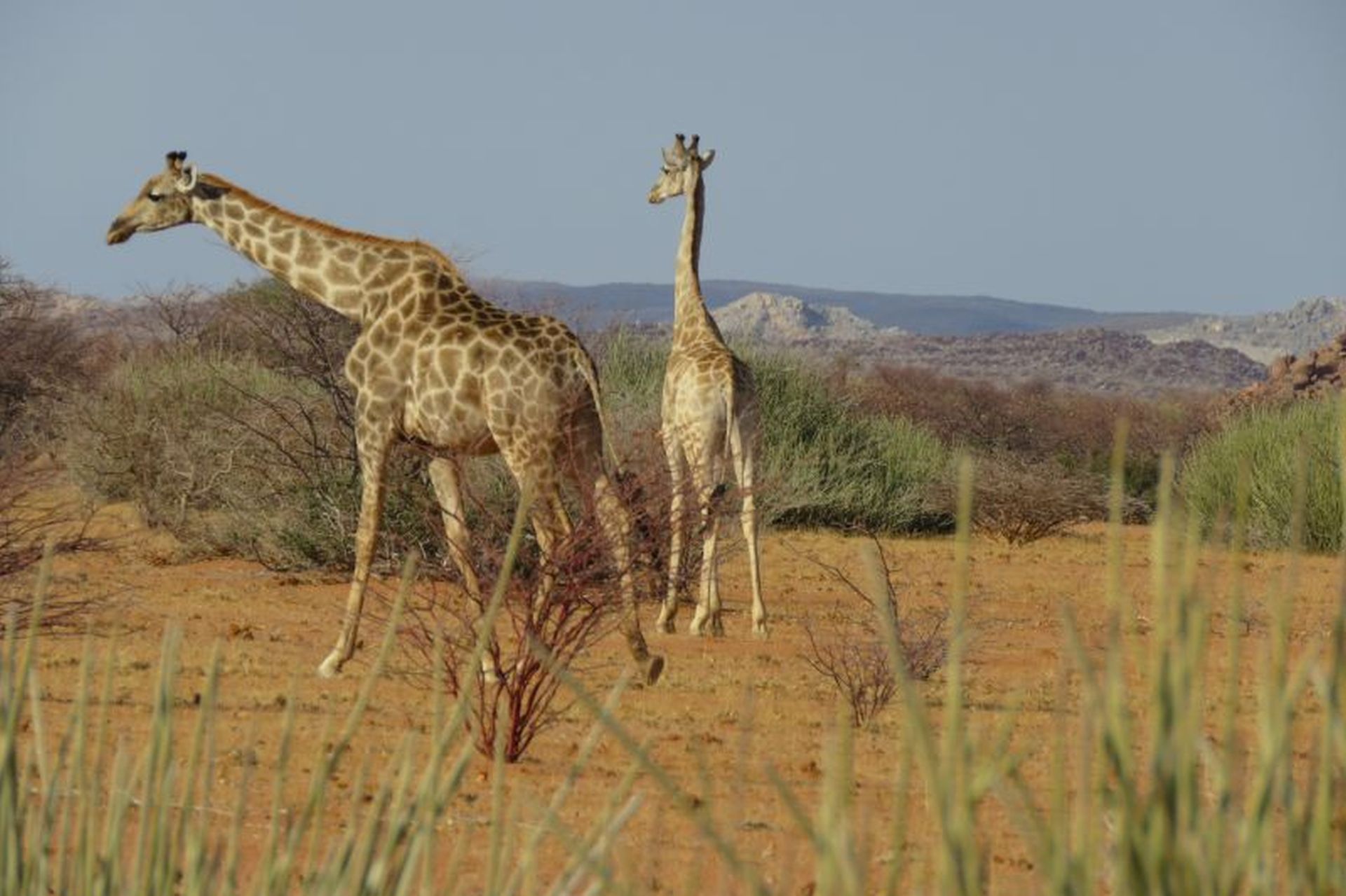 Namibia Giraffe