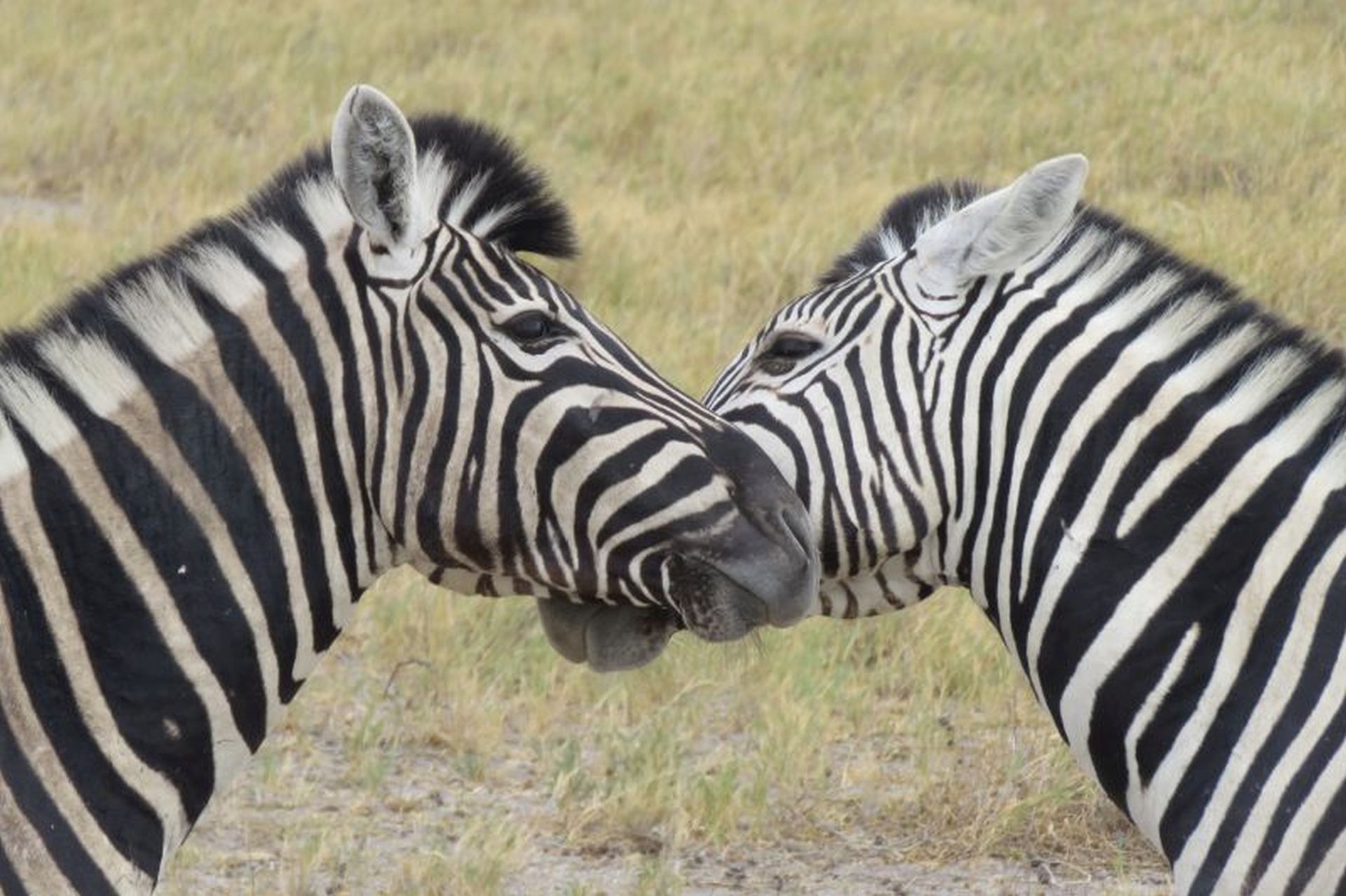 Namibia Parco Etosha Zebre