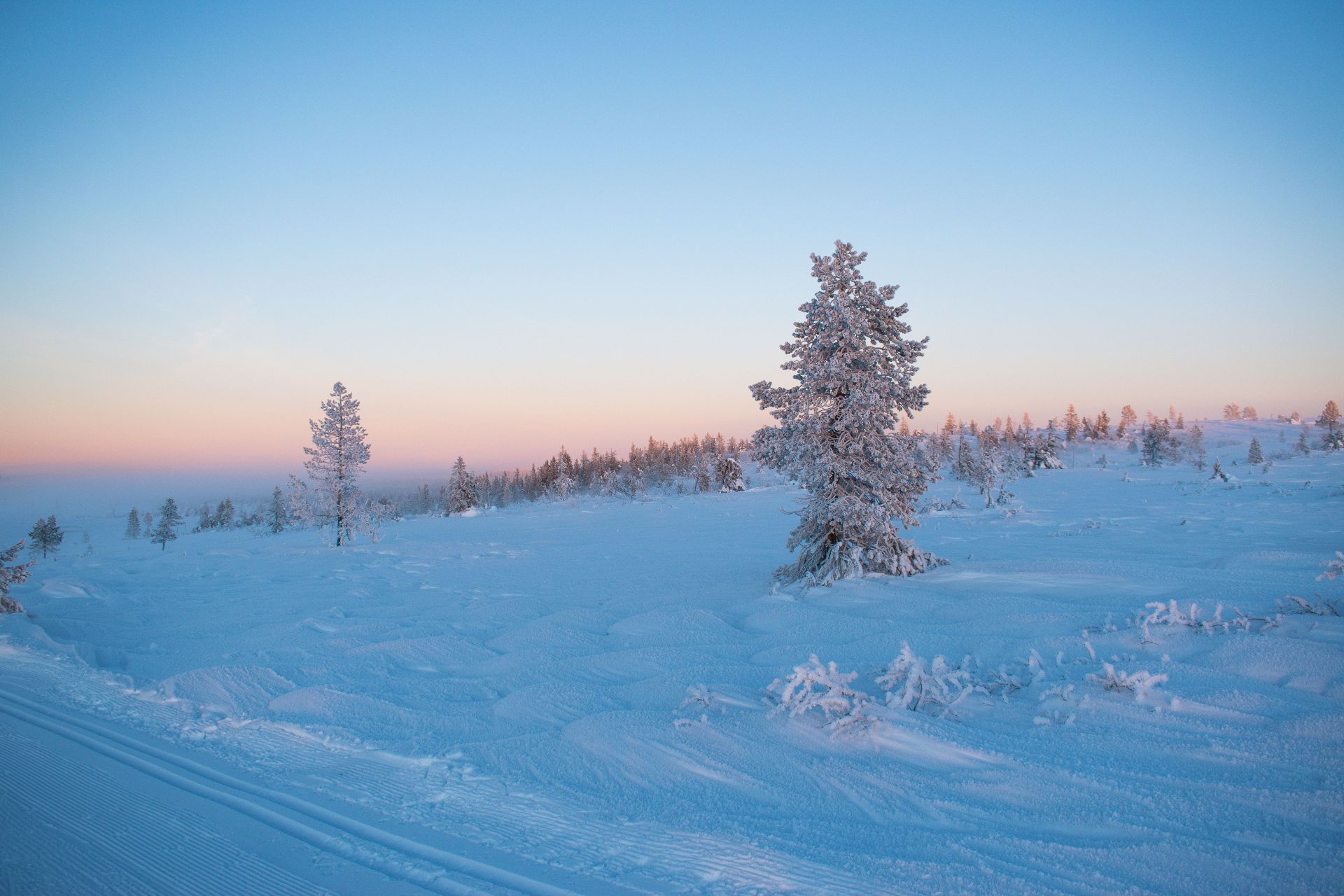 Finlandia Foto di tommy  haugsveen: https://www.pexels.com/it-it/foto/alberi-dalle-vette-innevate-1769879/