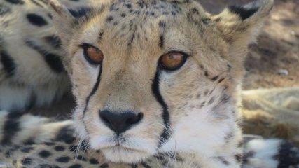 Namibia Etosha Leopardo
