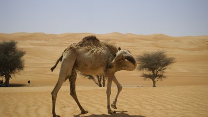 Oman Vita del deserto